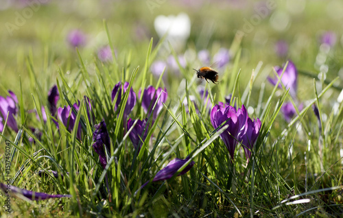 Bumblebee flying over crocus flowers photo