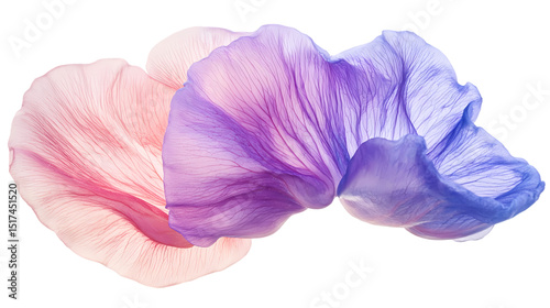 Two flower petals one pink one purple overlapping each other close up view isolated on transparent background