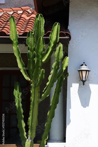 Front Of A Home With A Large Cactus photo