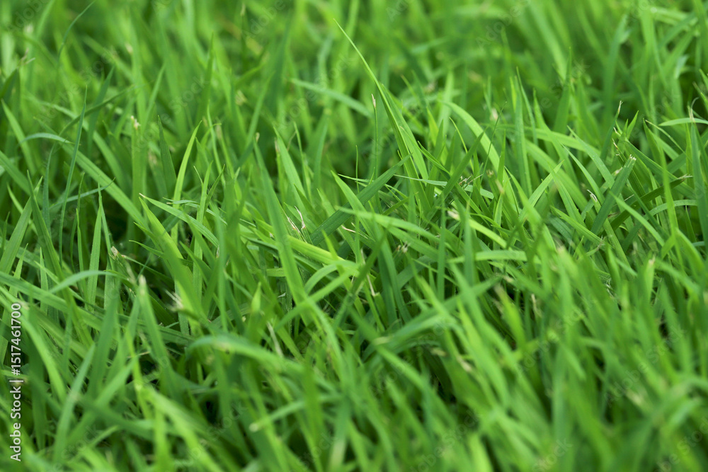 Green Grass background at football field Green Grass background at football field