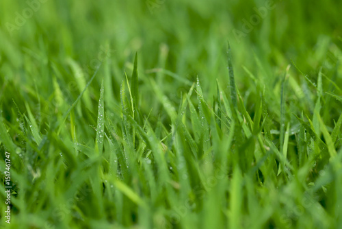 Fototapeta Naklejka Na Ścianę i Meble -  Green Grass background at football field