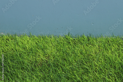 Fototapeta Naklejka Na Ścianę i Meble -  Green Grass background at football field