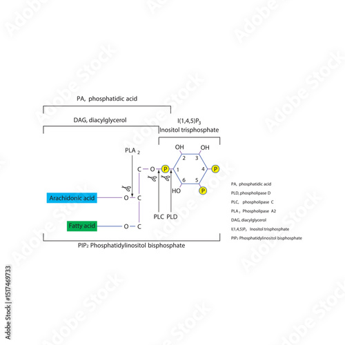 Structure of Phosphatidylinositol Bisphosphate (PIP₂) and Cleavage by Phospholipases PLA₂, PLC, and PLD Producing DAG, IP₃, PA, and Arachidonic Acid 