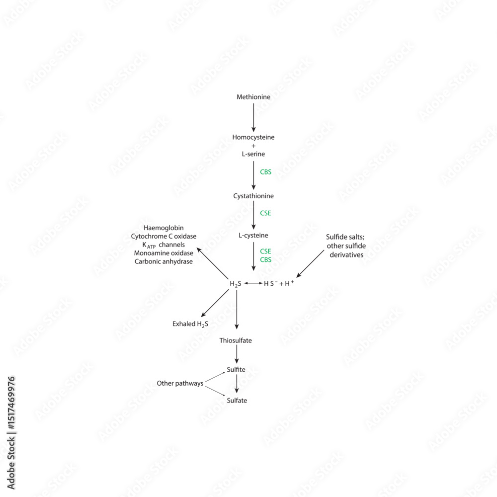 Obraz premium Endogenous Synthesis, Pharmacological Donors, and Sites of Action of Hydrogen Sulfide (H₂S) – Role of CBS and CSE in Sulfur Amino Acid Metabolism and Gasotransmitter Signaling