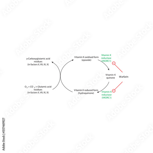 Mechanism of Vitamin K and Warfarin in Clotting Factor γ-Carboxylation – Role of VKORC1 in Vitamin K Cycle and Warfarin’s Inhibition of Coagulation Cascade