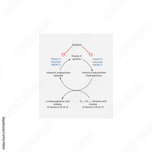 Mechanism of Vitamin K and Warfarin in Clotting Factor γ-Carboxylation – Role of VKORC1 in Vitamin K Cycle and Warfarin’s Inhibition of Coagulation Cascade
