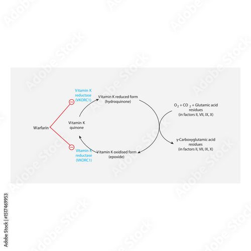 Mechanism of Vitamin K and Warfarin in Clotting Factor γ-Carboxylation – Role of VKORC1 in Vitamin K Cycle and Warfarin’s Inhibition of Coagulation Cascade