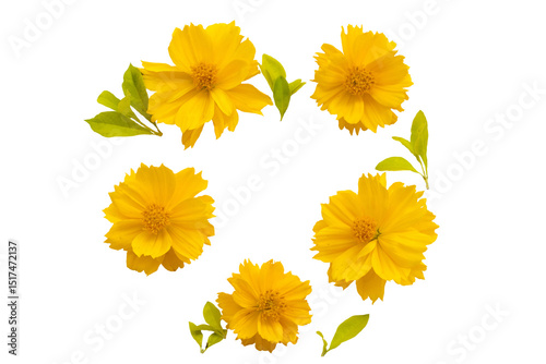 yellow flowers cosmos arrangement flat lay postcard circle style