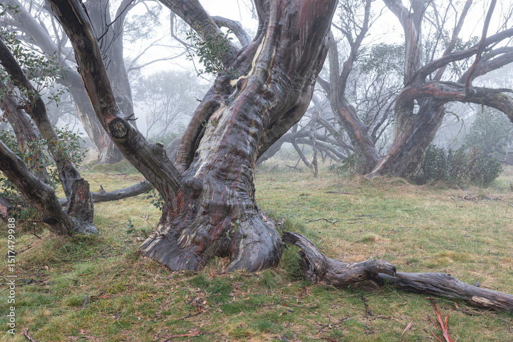 Obraz premium Hhigh country Snow gum after rain