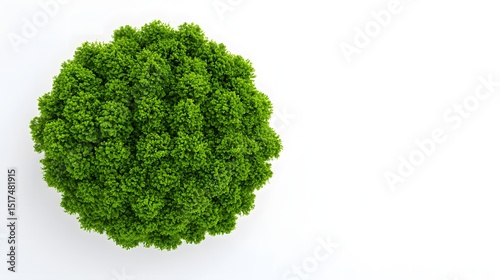 Aerial View Lush Green Treetop, Nature