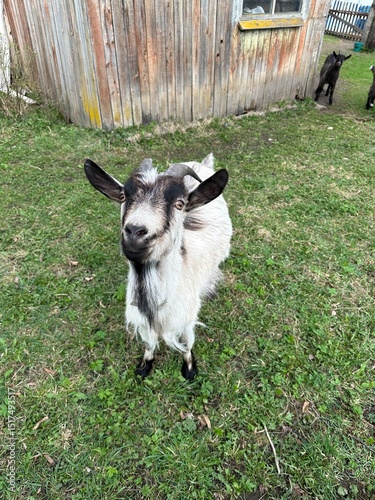 Goat in the farm