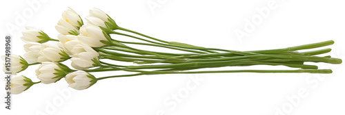 A bundle of white tulips with long green stems arranged together. Png, Transparent background.
