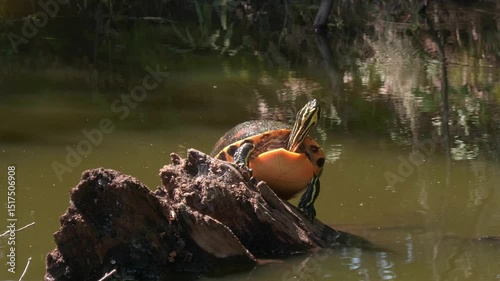 Florida Red-bellied Cooter Turtle Sunning on a Log