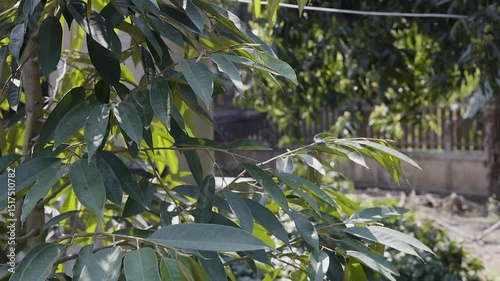 Durian Trees In The Backyard, Video footage for nature and cinematic in seasonal scenes.