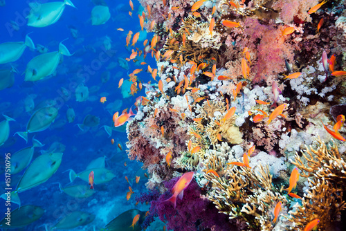 Abundance of Fish on a Coral Reef photo