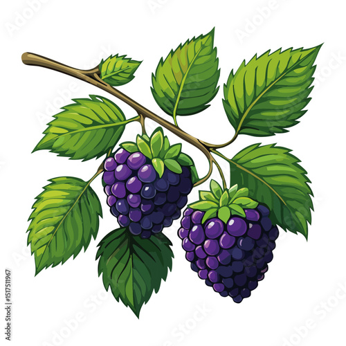 Blackberry branch vector color illustration. Summer berry with leaves on isolated background.