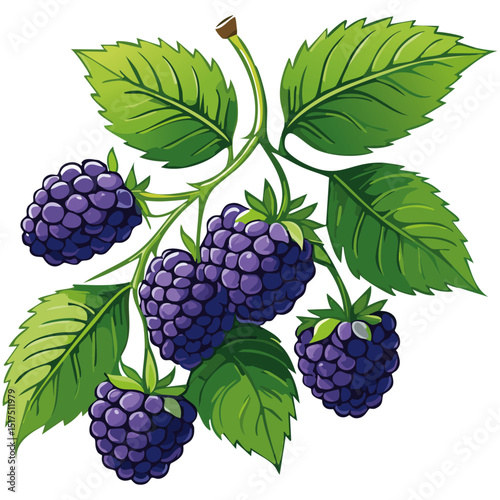 Blackberry branch vector color illustration. Summer berry with leaves on isolated background.