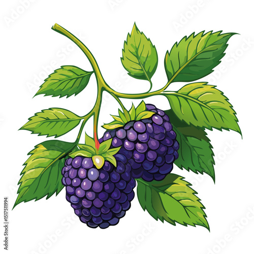 Blackberry branch vector color illustration. Summer berry with leaves on isolated background.
