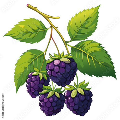 Blackberry branch vector color illustration. Summer berry with leaves on isolated background.