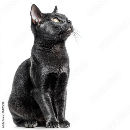Close-up of a sleek black cat with piercing yellow eyes sitting on a white background showcasing elegance, curiosity, and beauty of feline pets in a detailed studio shot