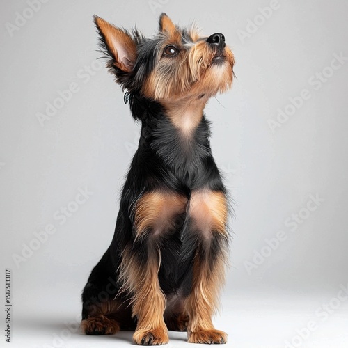 Adorable Yorkshire Terrier puppy sitting attentively with perked ears and expressive eyes, showcasing a small fluffy dog on a plain neutral background
