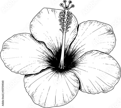 detailed ink line drawing of a tropical hibiscus flower, detailed floral illustration, high contrast black and white, botanical, minimal realistic style