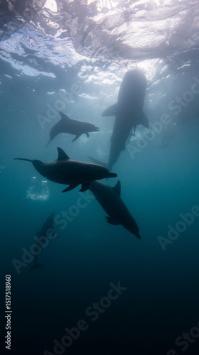 Bottlenose dolphins and whale sharks in Raja Ampat