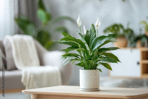 A peace lily in a white pot sits on a light wood coffee table in a softly blurred living room setting