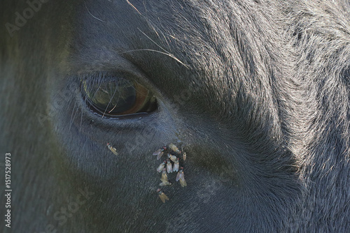 Flies around the eye of a black cow