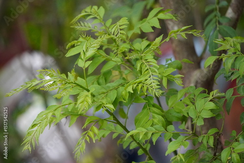 Curry Tree, scientifically known as Murraya koenigii or Bergera koenigii in closeup
