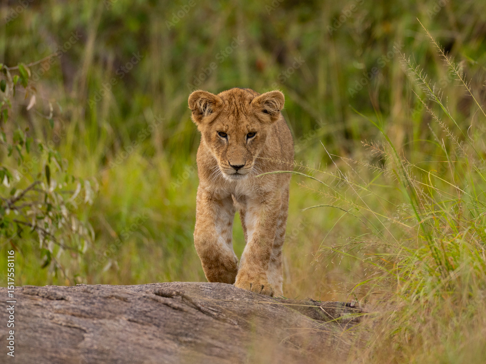 Obraz premium LION CUBS