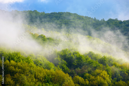 fog evaporating above the foliage forest on the hill. scenic mountainous nature scenery of transcarpathia. fresh sunny weather with clouds on the blue sky