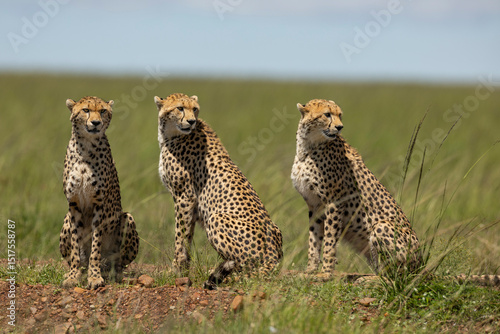 cheetahs