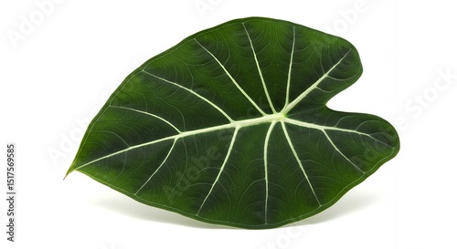 Alocasia Leaf - Vibrant Green with Striking White Veins