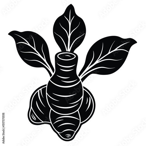 Black and white silhouette of a ginger or galangal root vegetable icon illustration isolated on white background