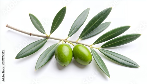 Fresh Green Olive Branch - Mediterranean Ingredient and Natural Symbol