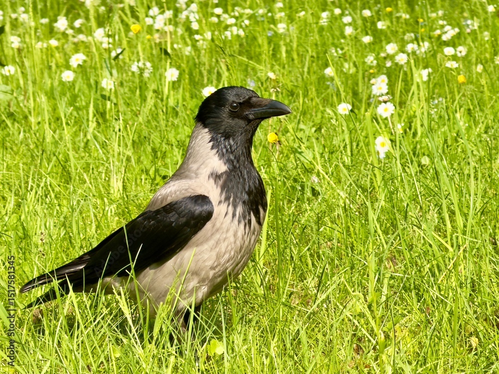 Hooded crow standing on a sunny green meadow dotted with blooming daisies, alert and observant on a spring day. Hooded crow standing on a sunny green meadow dotted with blooming daisies, alert and observant on a spring day.
