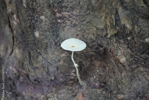 Obraz na płótnie Leucocoprinus fragilissimus, commonly known as the fragile dapperling, is a species of gilled mushroom in the family Agaricaceae