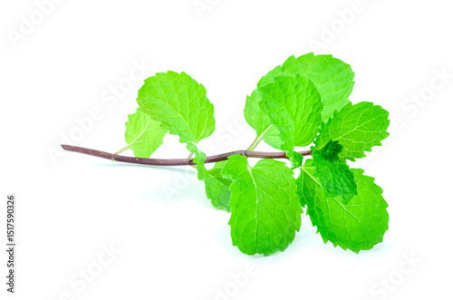 branch of raw mint, Fresh Raw Mint  leaves or Lemon balm, Mint leaves, isolated on white background closed up stack