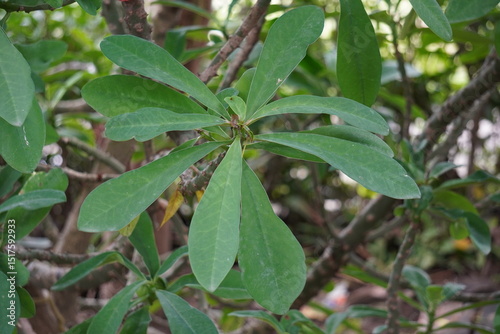 Wallpaper Mural Daphne pseudomezereum, also known as Onishibari plants and leaves in closeup Torontodigital.ca