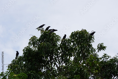 group of House crows (Corvus splendens) perched on a tree top with sky background 