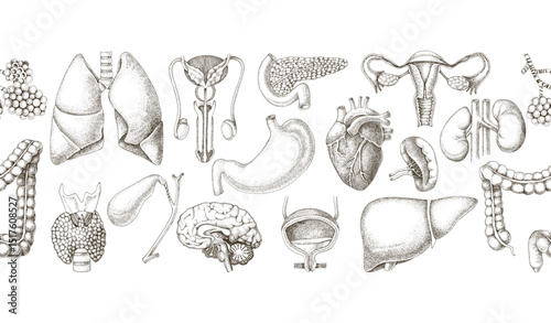 Human internal organs seamless border