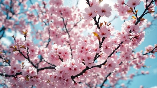 Beautiful Cherry Blossoms in Full Bloom A Stunning Springtime Scene