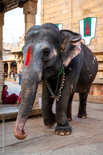 Decorated temple elephant at Ranganathaswami Temple in Srirangam, Tamil Nadu, India