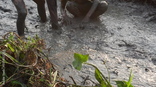 The boys are catching fish by the hand in muddy place 