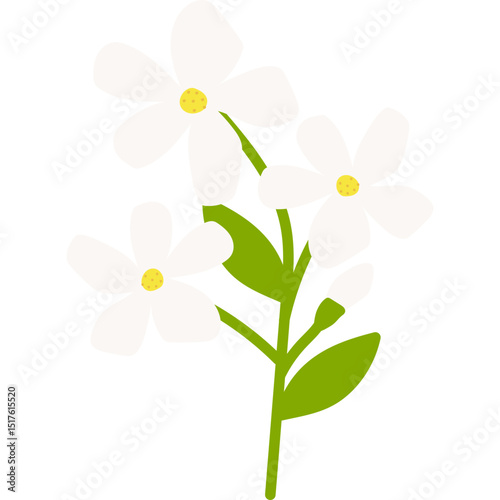 Hand Drawn Jasmine Flower