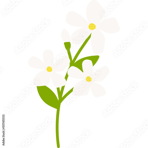 Hand Drawn Jasmine Flower
