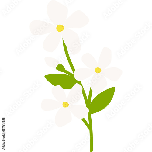 Hand Drawn Jasmine Flower