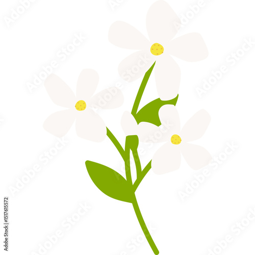 Hand Drawn Jasmine Flower