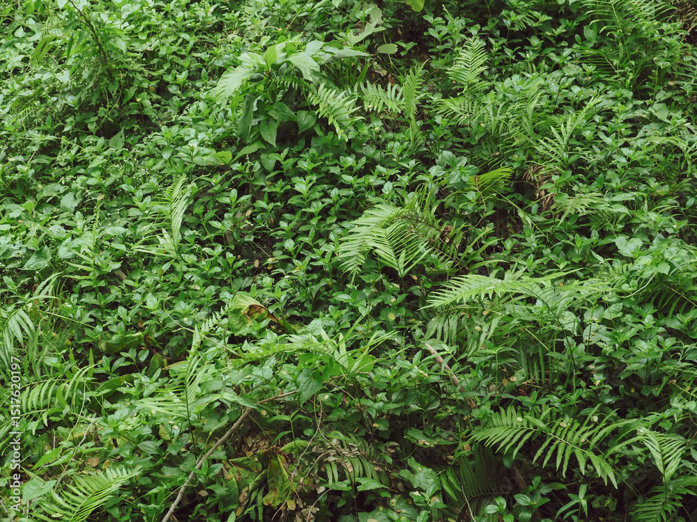 Fototapeta premium Lots of leaves in a dense shady forest for nature and environment background.